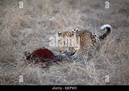 Serengeti National Park. African Leopard mit Sie töten (Panthera pardus). Tansania. Stockfoto