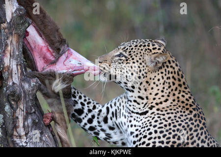 Masai Mara National Reserve. African Leopard mit Sie töten (Panthera pardus). Kenia. Stockfoto