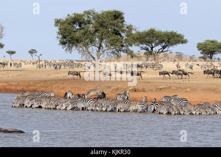 Serengeti National Park. Herde Zebras (Equus quagga) Trinkwasser. Tansania. Stockfoto