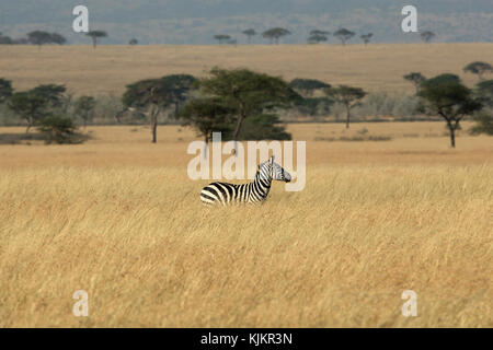 Serengeti National Park. Zebras in der Savanne. Tansania. Stockfoto