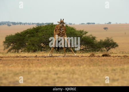 Serengeti National Park. Giraffe (Giraffa Camelopardalis) Trinkwasser. Tansania. Stockfoto