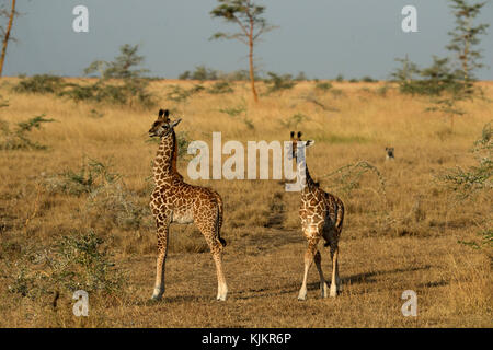 Serengeti National Park. Junge Giraffen (Giraffa Camelopardalis). Tansania. Stockfoto