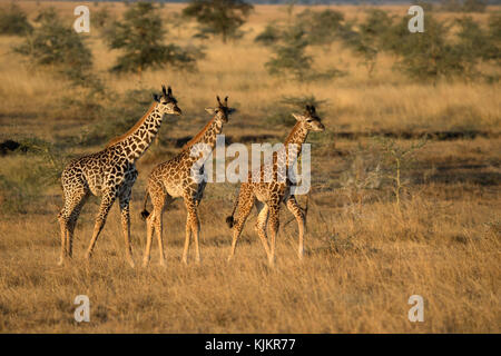 Serengeti National Park. Junge Giraffen (Giraffa Camelopardalis). Tansania. Stockfoto