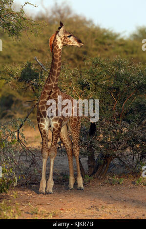 Krüger National Park. Giraffe (Giraffa Camelopardalis) in der Savanne. Südafrika. Stockfoto