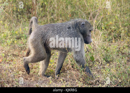 Krüger National Park. Lower Sabie. Eine gelbe Baboon (Papio cynocephalus). Südafrika. Stockfoto