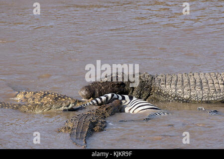 Serengeti National Park. Nilkrokodil (Crocodylus niloticus) Gruppe Fütterung auf gemeinsame Zebras (Equus quagga) Karkasse. Tansania. Stockfoto