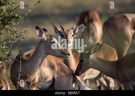 Krüger National Park. Impalas (Aepyceros melampus). Südafrika. Stockfoto