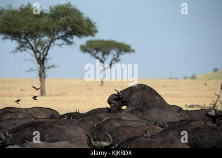 Serengeti National Park. Die afrikanischen Büffel. Tansania. Stockfoto