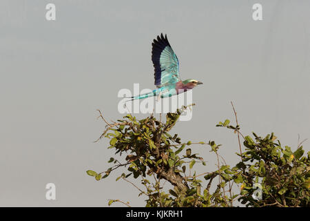 Serengeti National Park. Ein lilac-breasted Roller (Coracias caudatus) im Flug. Tansania. Stockfoto
