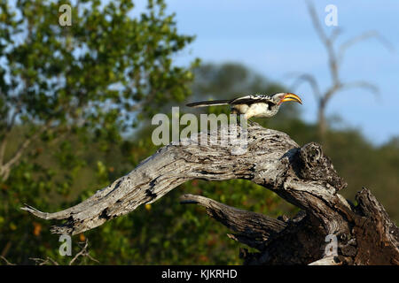 Krüger National Park. Ein Southern Yellow-billed Hornbill (Tockus leucomelas). Südafrika. Stockfoto