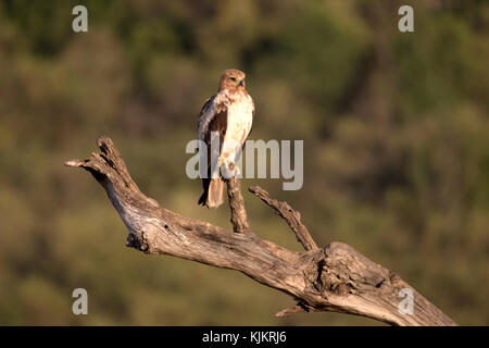 Masai Mara National Reserve. Kenia. Stockfoto