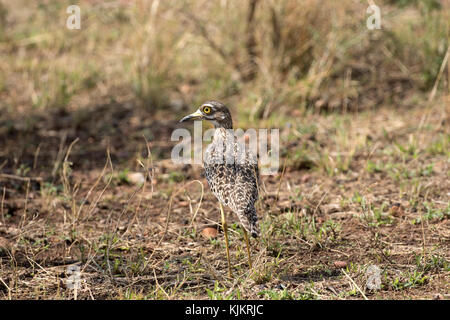 Serengeti Nationalpark. Tansania. Stockfoto