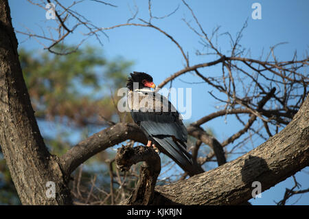 Serengeti National Park. Die Sie (Terathopius ecaudatus. Tansania. Stockfoto