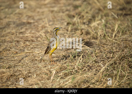 Serengeti National Park. Gelbe breasted Pieper. Tansania. Stockfoto