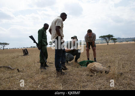 Serengeti National Park. Die tierärztliche Kontrolle Hyäne. Tansania. Stockfoto