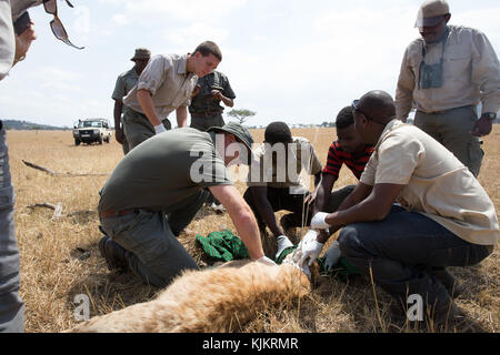Serengeti National Park. Die tierärztliche Kontrolle Hyäne. Tansania. Stockfoto
