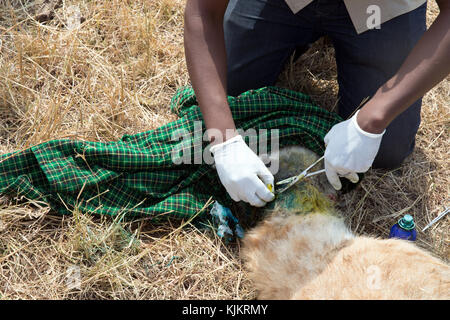 Serengeti National Park. Die tierärztliche Kontrolle Hyäne. Tansania. Stockfoto