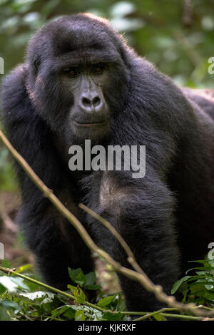 Uganda, Bwindi Impenetrable Nationalpark Bwindi Impenetrable Forest, Mountain Gorilla. (Gorila beringei beringei), Stockfoto