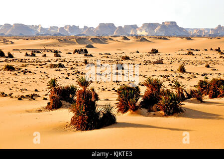 Lybische Wüste, Assiout Provinz. Ägypten. Stockfoto