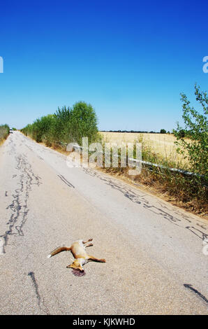 Toten Fuchs auf den Straßen bei soth von Portugal getötet Stockfoto