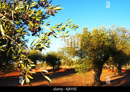 Oliven am Zweig und Oliven Baum Stockfoto