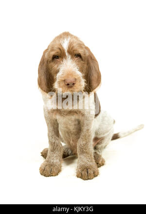 Italienische spinone Welpe Braun & Weiß auf weißem Hintergrund Stockfoto