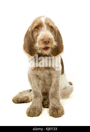 Italienische spinone Welpe Braun & Weiß auf weißem Hintergrund Stockfoto