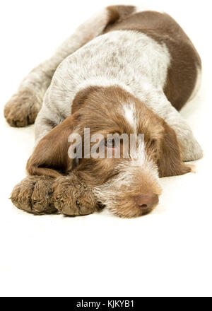 Italienische spinone Welpe Braun & Weiß auf weißem Hintergrund Stockfoto