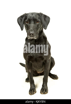 Der schwarze Labrador Labrador Retriever sitzen auf weißem Hintergrund Stockfoto