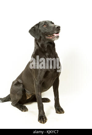 Der schwarze Labrador Labrador Retriever sitzen auf weißem Hintergrund Stockfoto