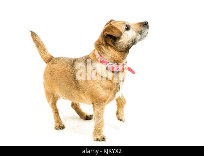 Jack Russell - Border Terrier kreuzen auf weißem Hintergrund Stockfoto