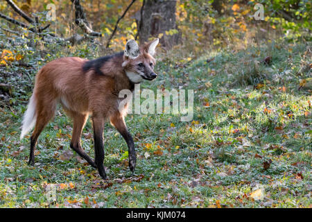 Mähnenwolf Stockfoto