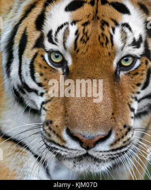 Portrait einer Amur Tiger Stockfoto