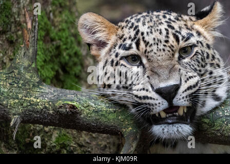 Persischer leopard Stockfoto