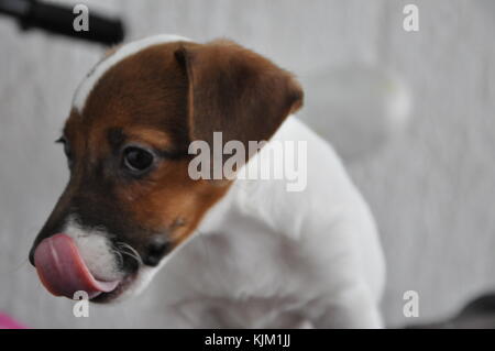 Welpen Jack Russell Terrier sah eine köstliche Mahlzeit Stockfoto