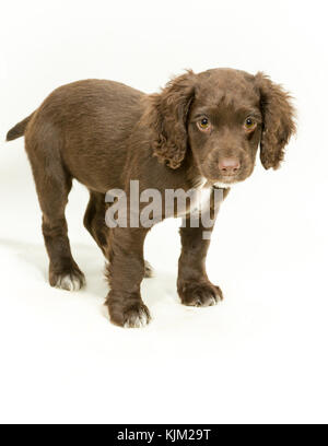 Working Cocker Spaniel Welpen auf weißem Hintergrund Stockfoto