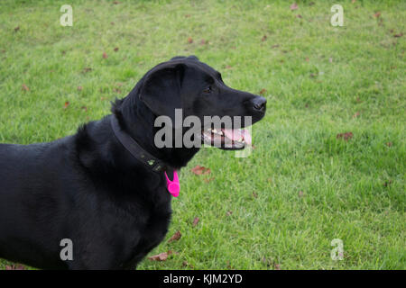 Schwarzer Labrador in Park Stockfoto