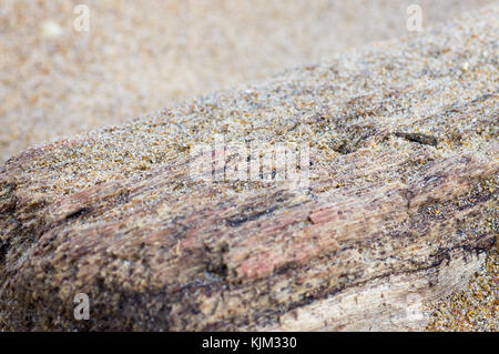 Alte Protokolldateien auf einem Meer Sand Strand in der Nähe von einem Sandkorn Stockfoto