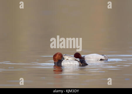 Zwei gemeinsame Tafelenten (Aythya ferina) Schwimmen in einem See im Naturschutzgebiet moenchbruch in der Nähe von Frankfurt, Deutschland. Stockfoto