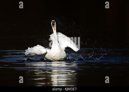 Höckerschwan (Cygnus olor) Baden in einem See im Naturschutzgebiet moenchbruch in der Nähe von Frankfurt, Deutschland. Stockfoto