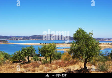 Oliven Baum in der Nähe der See von Alqueva, Alentejo, Portugal Stockfoto