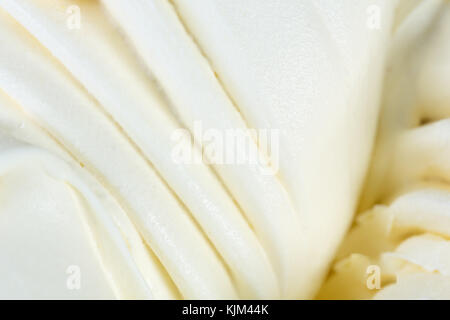 Vanilla Ice-cream Sorbet. Stockfoto
