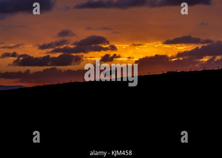 Kuh wurde vor einem walisischen Sonnenaufgang silhouettiert. Stockfoto