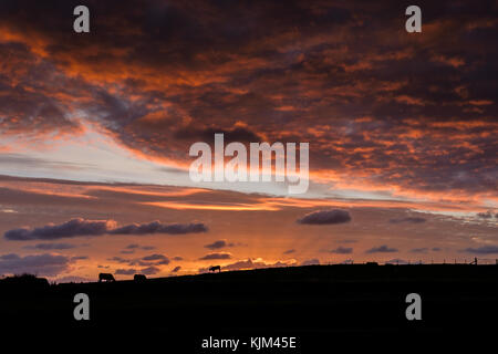 Kuh wurde vor einem walisischen Sonnenaufgang silhouettiert.