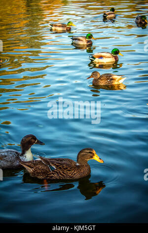 Viele Ente Stockfoto