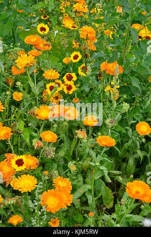 Eine goldene natürlich gepflanzt Blumenwiese mit coreopsis und Ringelblumen Stockfoto