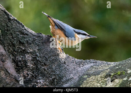 Kleiber auf einem Baum Stockfoto