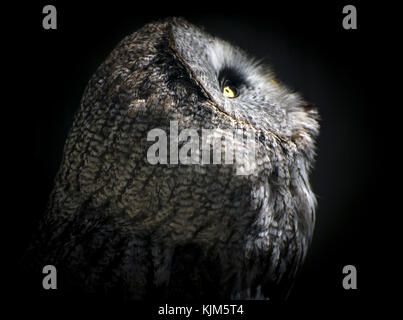 Der Bartkauz Nahaufnahme Porträt Stockfoto