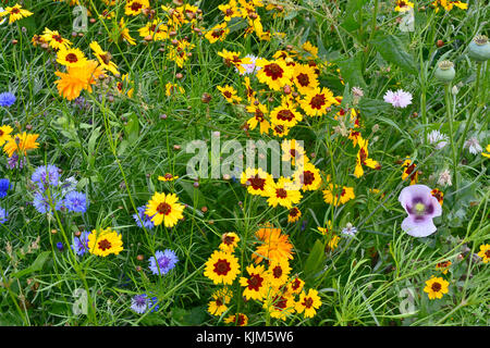 Einen goldenen und bunten natürlich gepflanzt Blumenwiese mit coreopsis, Kornblumen, Mohn Köpfe und Ringelblumen Stockfoto