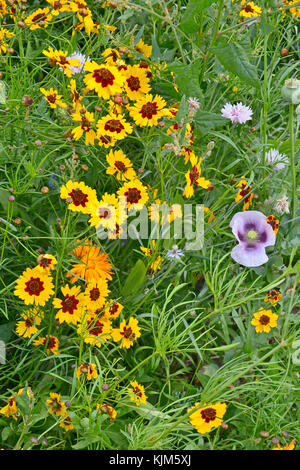 Einen goldenen und bunten natürlich gepflanzt Blumenwiese mit coreopsis, Kornblumen, Mohn Köpfe und Ringelblumen Stockfoto